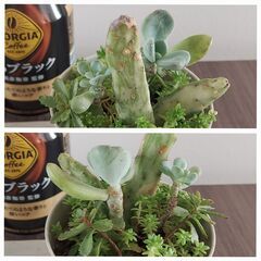 ☆多肉植物（小）　１鉢100円の画像