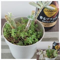 ☆多肉植物（小）　１鉢100円の画像