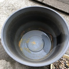 睡蓮鉢　石　水草　温度計　えさ　セット
の画像