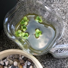 睡蓮鉢　石　水草　温度計　えさ　セット
の画像