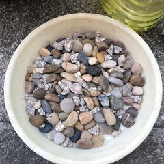 睡蓮鉢　石　水草　温度計　えさ　セット
の画像