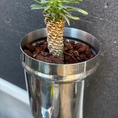 ユーフォルビア　ソテツキリン　蘇鉄麒麟　多肉植物　観葉植物の画像