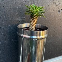 ユーフォルビア　ソテツキリン　蘇鉄麒麟　多肉植物　観葉植物の画像