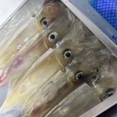 下処理済★残り2セット本日限り★新鮮白いか  約13-15cm  5杯