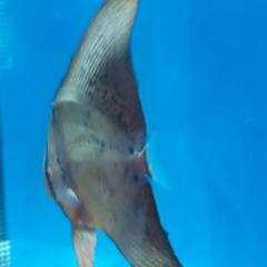 ナンヨウツバメウオの画像
