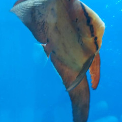 ナンヨウツバメウオの画像
