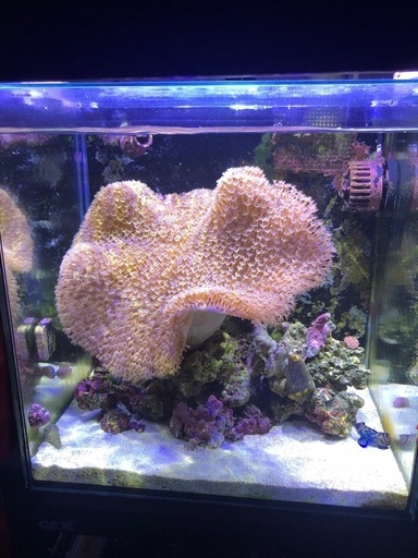 水槽用クーラー　ゼンスイzc100