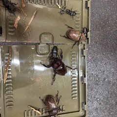 カブトムシの画像