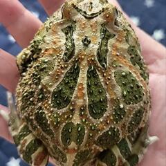 大きめクランウェルツノガエルの画像