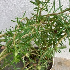 🌸マツバボタン鉢植(大)の画像