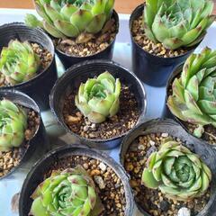 多肉植物センペルビウム　の画像