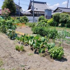 夏バテ防止に無農薬野菜！の画像