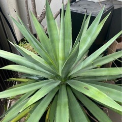 大型　観葉植物　ユッカ　グロリオーサ　ロストラータ　鉢カバー付きの画像