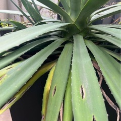 大型　観葉植物　ユッカ　グロリオーサ　ロストラータ　鉢カバー付きの画像