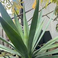 大型　観葉植物　ユッカ　グロリオーサ　ロストラータ　鉢カバー付きの画像