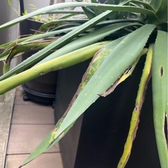 大型　観葉植物　ユッカ　グロリオーサ　ロストラータ　鉢カバー付きの画像