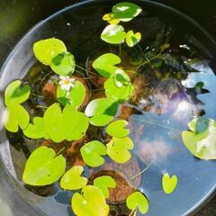 姫ガガブタの開花ポット苗の画像