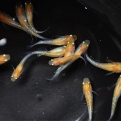 紅白ラメ　選外　幼魚　メダカ　めだか　1匹100円‼️写真現物です‼️残り20匹程度‼️の画像