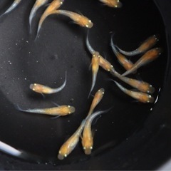 紅白ラメ　選外　幼魚　メダカ　めだか　1匹100円‼️写真現物です‼️残り20匹程度‼️の画像
