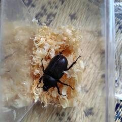 カブトムシ♂♀ペア②(夏休み限定子供優先)の画像