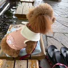 犬用服　ペットウェア　小型犬用　　28着まとめての画像