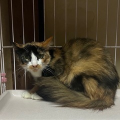 とっても優しい美猫さん
