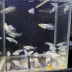 エメキン光の画像