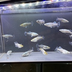 エメキン光の画像
