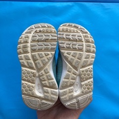 シュンソク15.0cmの画像