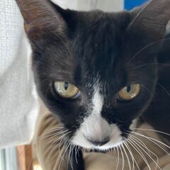 日向ぼっこ好きな靴下な子猫♀ - 猫