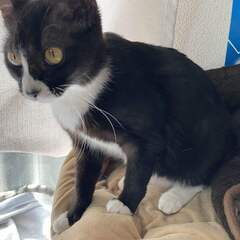 日向ぼっこ好きな靴下な子猫♀ - 足立区