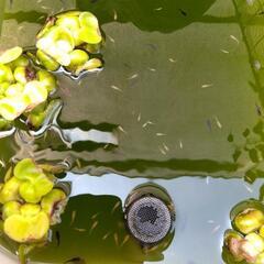 【決まりました】メダカ オロチ 稚魚 10匹の画像