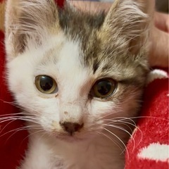 【里親募集】甘えん坊な子猫🐱カールくん／大野城市・春日市・…