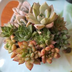 多肉植物　神刀他の画像