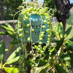 多肉植物　神刀他の画像