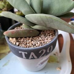 多肉植物　神刀他の画像