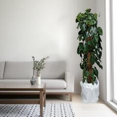 激安　大型観葉植物の画像