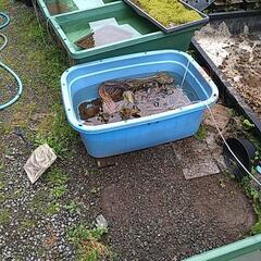 めだか容器など一旦終了しますの画像