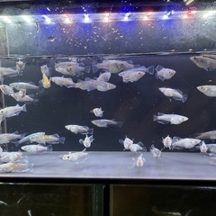 エメキン【光因子あり】の画像