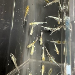 エメキン【光因子あり】の画像