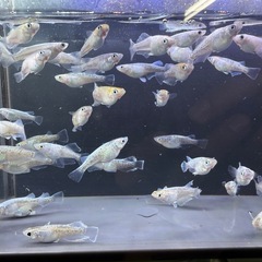 エメキン【光因子あり】の画像