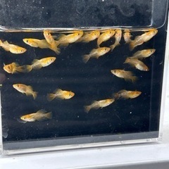 メダカ　飛燕　20匹の画像