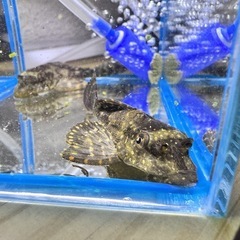 決まりました！の画像