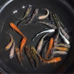 7月末まで⭐️ミックスメダカ⭐️ 25匹＋αの画像