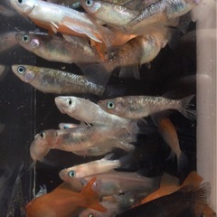 7月末まで⭐️ミックスメダカ⭐️ 25匹＋αの画像