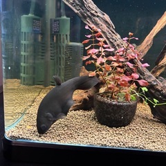 インディアンブラックナイフの画像