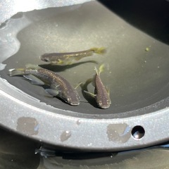 エヴァ　メダカの画像