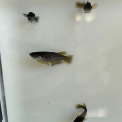 エヴァ　メダカの画像