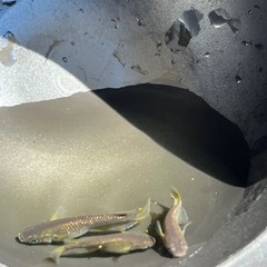 エヴァ　メダカの画像