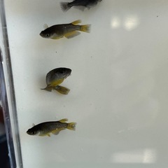 エヴァ　メダカの画像
